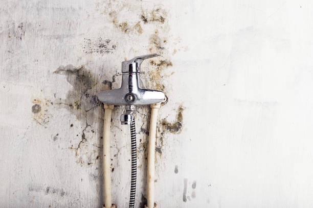 Best Mold Removal Company Near Me  in Chula Vista, CA
