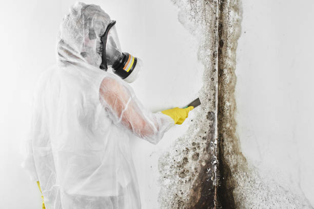 Best Toxic Mold Removal  in Chula Vista, CA