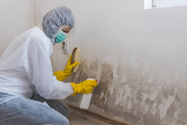 Reliable Chula Vista, CA Mold Removal Solutions