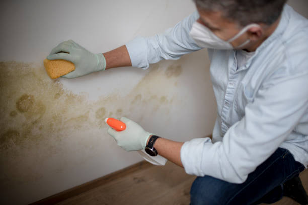 Best Local Mold Removal Service  in Chula Vista, CA