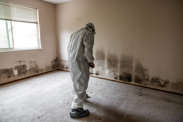 Certified Mold Removal in Chula Vista, CA