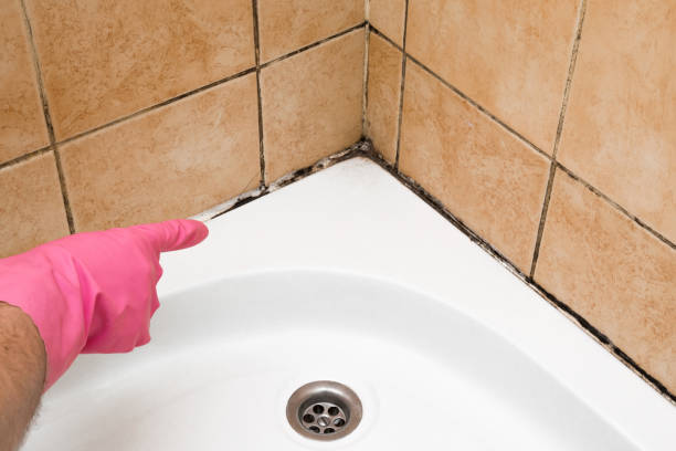 Best Attic Mold Removal  in Chula Vista, CA